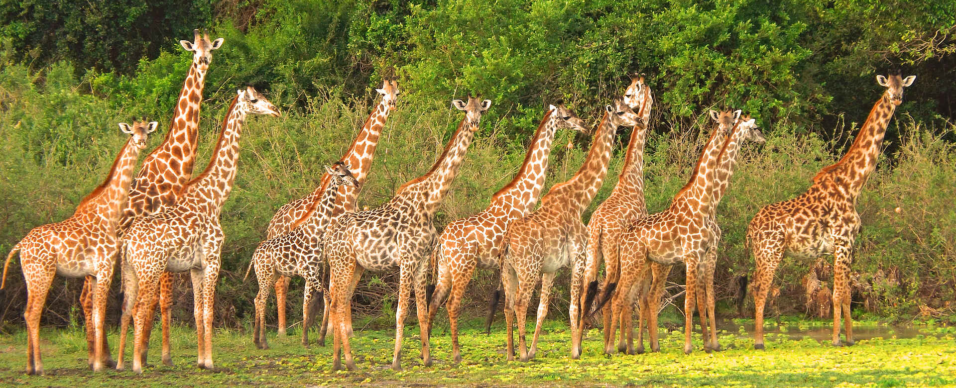 adventure camps, safari, selous impala camp, selous wildreservat, giraffenherde, afrikarma, afrikarma safaris, afrikarma safaris - wildnis. hautnah., afrikarma.de