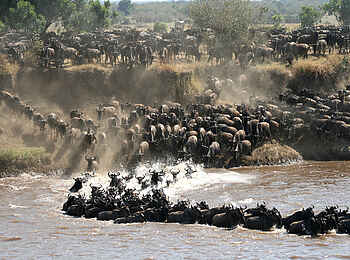 Serengeti Safari Camp: Überquerung des Mara River