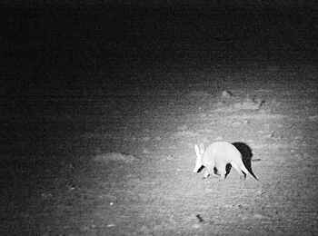 Serian The Original Camp: Erdferkel