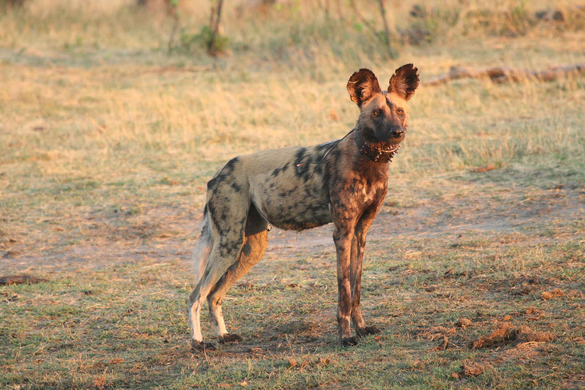 Hwange National Park, The Hide, Wild Dog, Wildhund, Preston Family