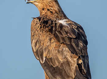 Tintswalo Safari Lodge: Ein imposanter Adler