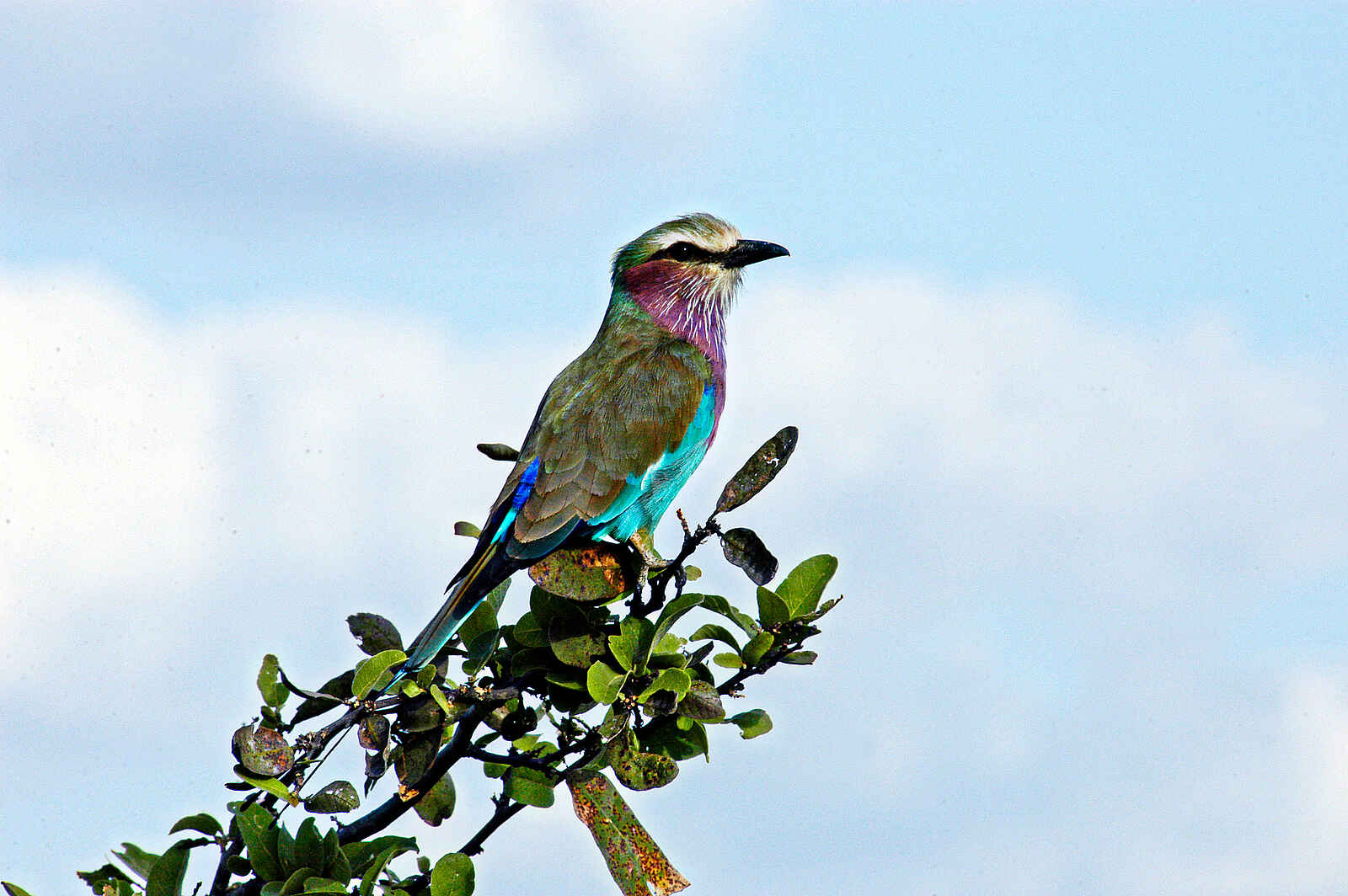 Victoria Falls River Lodge: Gabelracke Victoria Falls River Lodge: Gabelracke