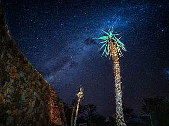 Anderssons At Ongava: Sukkulente unter dem Sternenhimmel Anderssons At Ongava: Sukkulente unter dem Sternenhimmel
