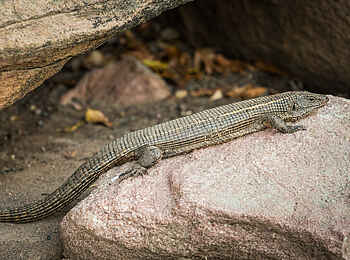 Deteema Springs Camp: Skink