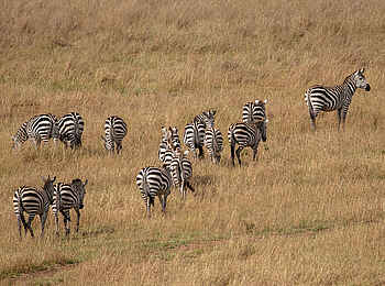 Entim Masai Mara: Zebraherde