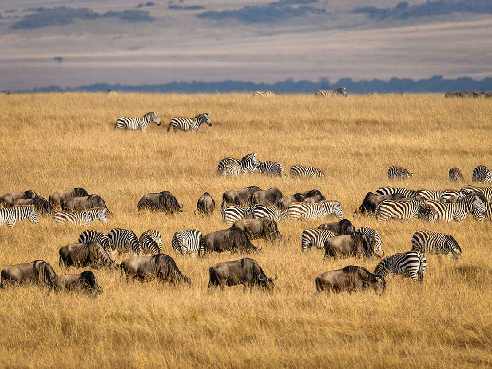 Entim Masai Mara: Zebras und Gnus Entim Masai Mara: Zebras und Gnus