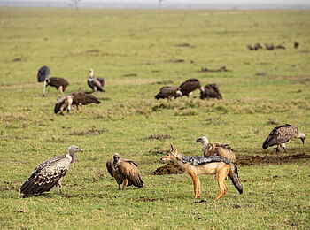 Mara Nyika Camp: Side Striped Jackal und Geier