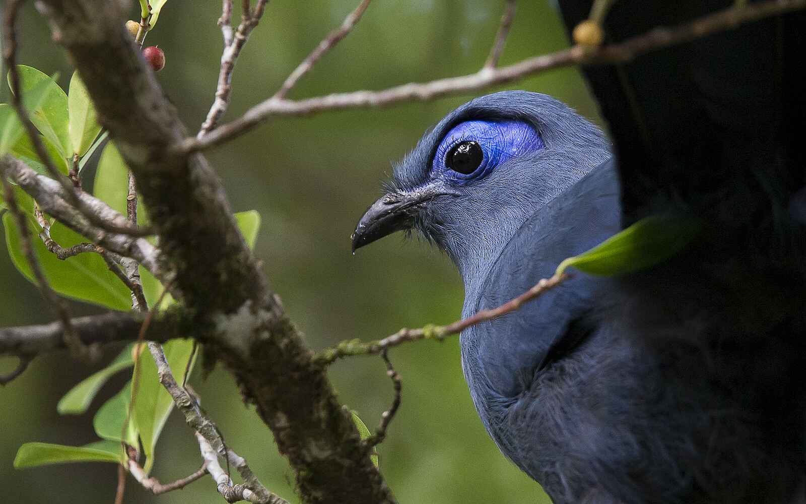 Masoala Forest Lodge: Blue Coua Masoala Forest Lodge: Blue Coua
