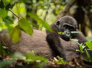 Sangha Lodge: Junger Flachlandgorilla Sangha Lodge: Junger Flachlandgorilla
