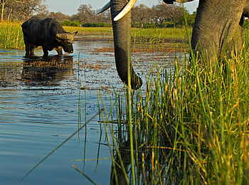 Selinda Explorers Camp: Elefant und Büffel Selinda Explorers Camp: Elefant und Büffel