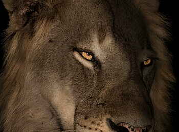 Time + Tide Nsolo: Charakterfoto eines Löwen