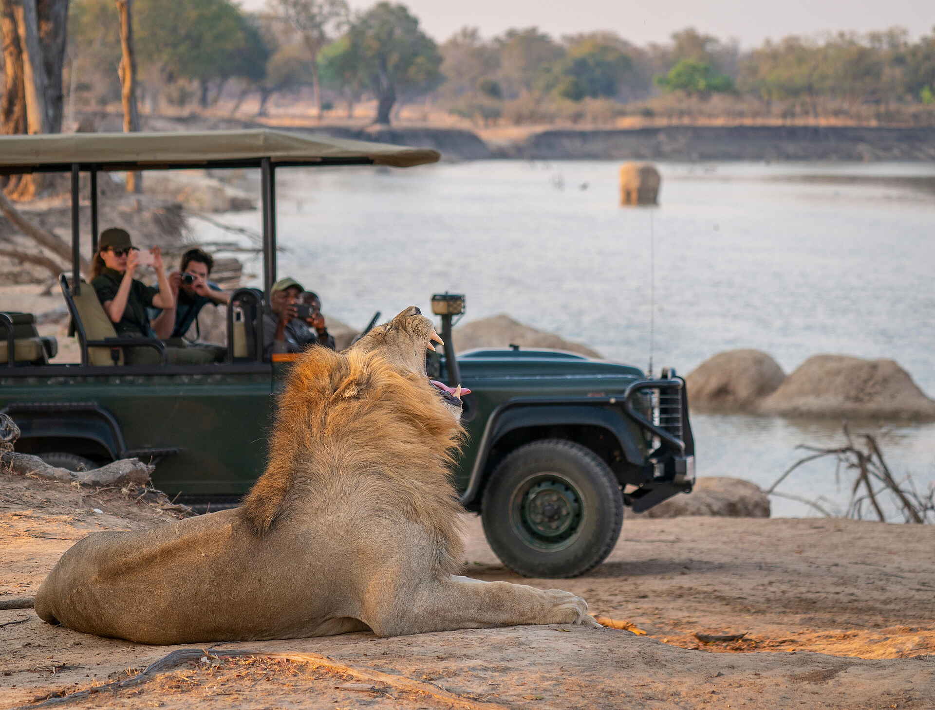 Time + Tide Nsolo: Der Löwe so groß wie ein Auto
