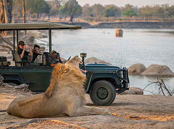 Time + Tide Nsolo: Der Löwe so groß wie ein Auto