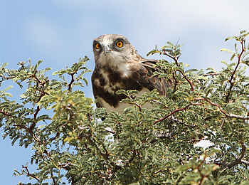 !Xaus Lodge: Black-chested Snake Eagle !Xaus Lodge: Black-chested Snake Eagle