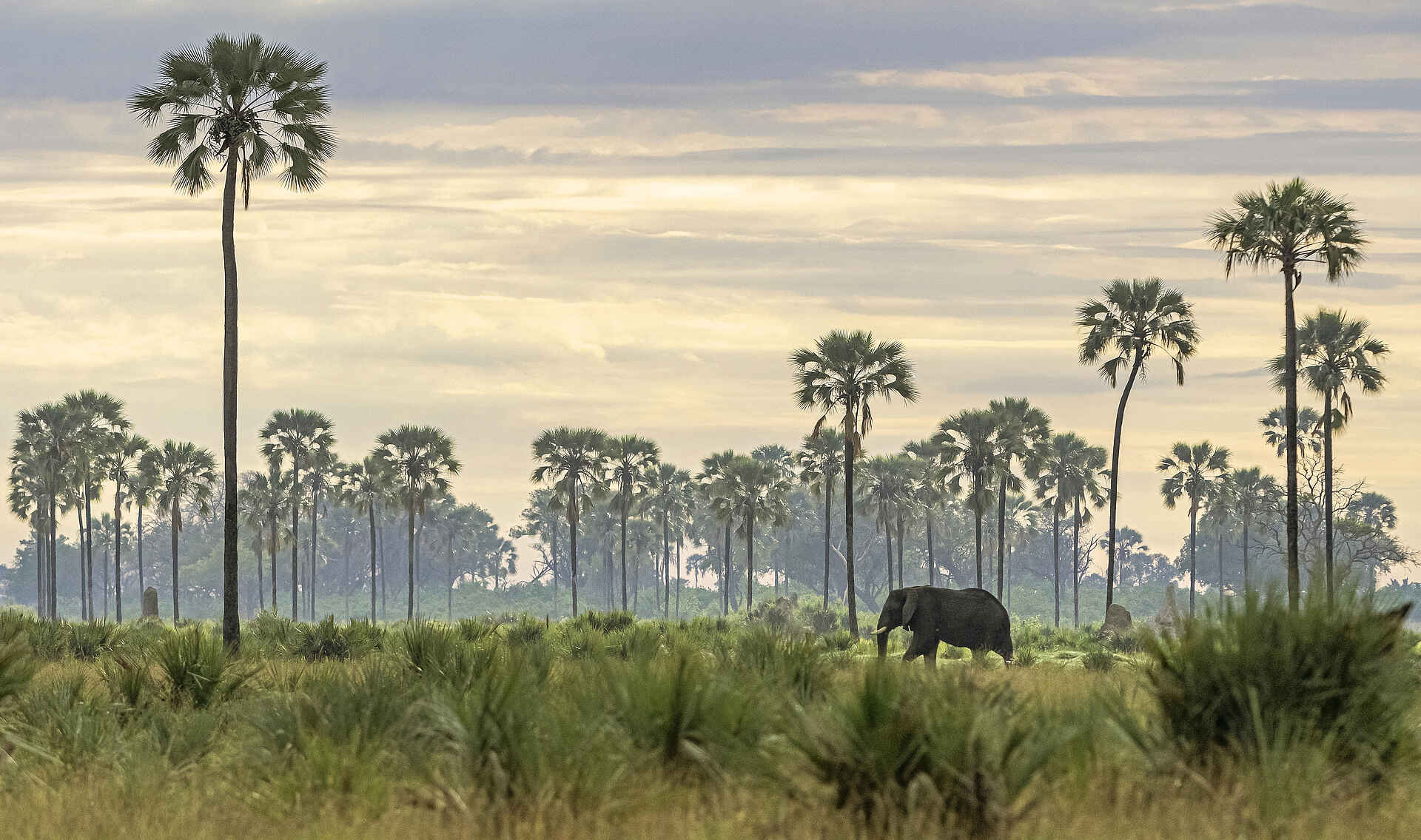 Xigera Safari Lodge: Elefant zwischen Palmen