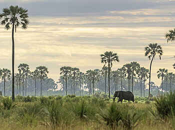 Xigera Safari Lodge: Elefant zwischen Palmen Xigera Safari Lodge: Elefant zwischen Palmen