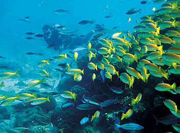 Constance Tsarabanjina: Unter Wasser Constance Tsarabanjina: Unter Wasser