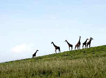 Entamanu Ngorongoro Camp: Giraffen