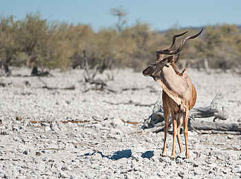 Etosha King Nehale: Ein einzelner Kudu Bulle