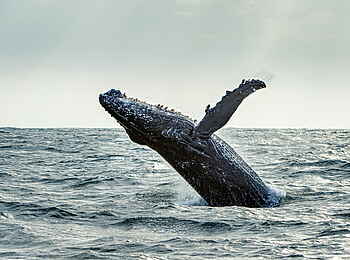 GweGwe Beach Lodge: Ausflug zum Wale beobachten