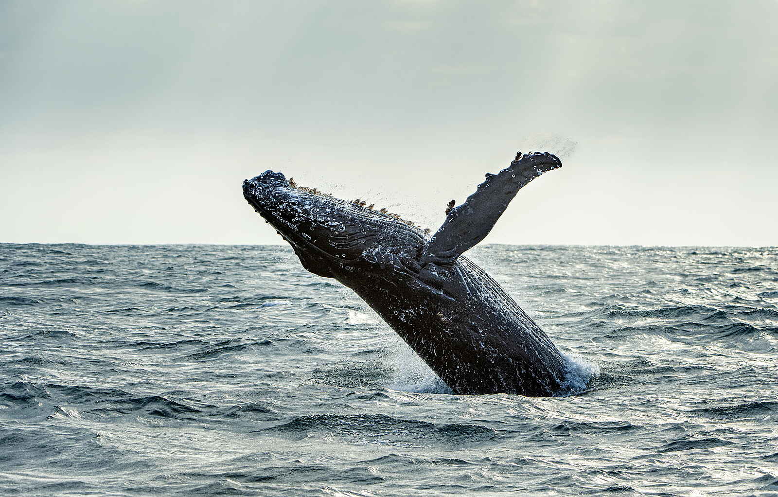 GweGwe Beach Lodge: Ausflug zum Wale beobachten GweGwe Beach Lodge: Ausflug zum Wale beobachten