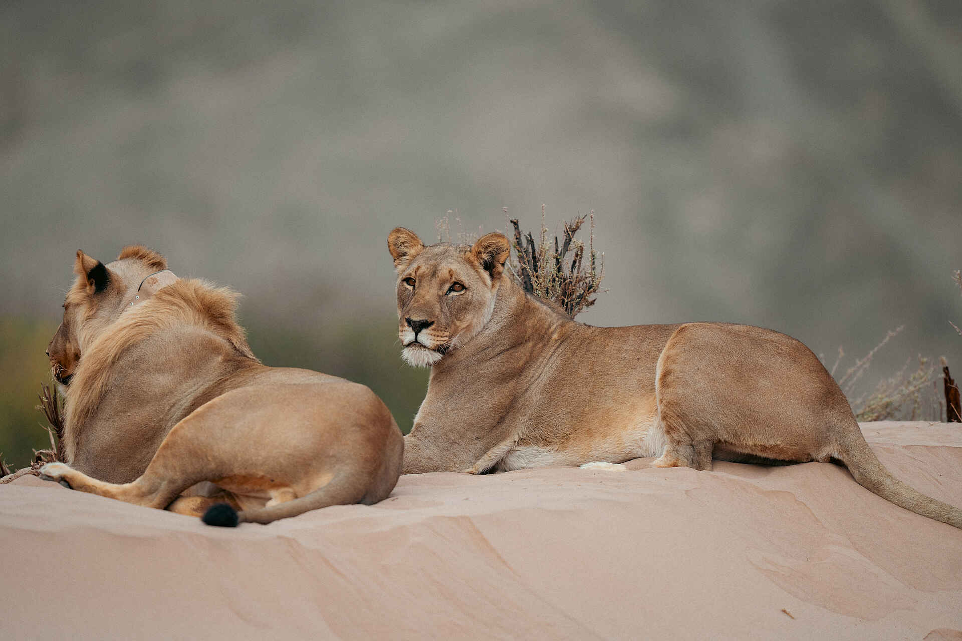Hoanib Elephant Camp: Löwen in der Wüste