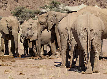 Hoanib Skeleton Coast Camp: Elefantenherde Hoanib Skeleton Coast Camp: Elefantenherde
