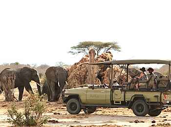 Jabali Private House: Elefanten