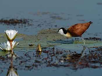 Jacana Camp: Jacana, der Jesusvogel Jacana Camp: Jacana, der Jesusvogel