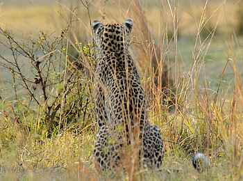 Kafunta River Lodge: Leopardenrücken