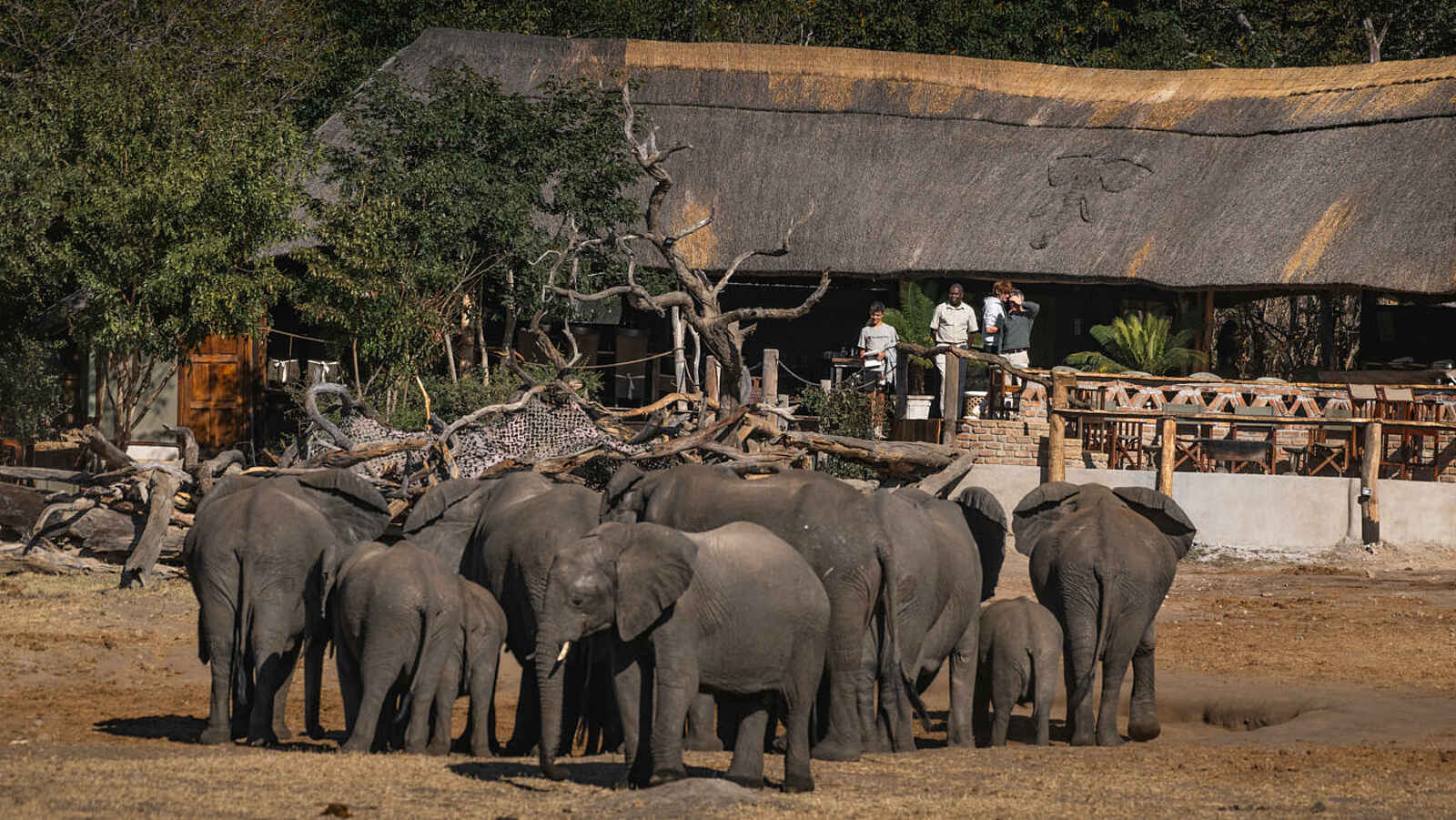 Khulu Bush Camp: Elefanten Khulu Bush Camp: Elefanten