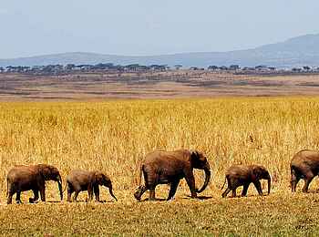 Kuro Tarangire: Elefantenkarawane Kuro Tarangire: Elefantenkarawane