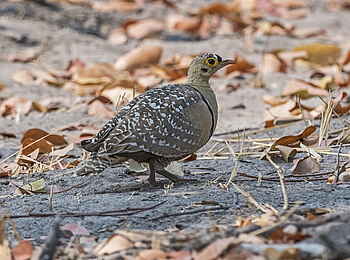 Linyanti Tented Camp: Sandhuhn