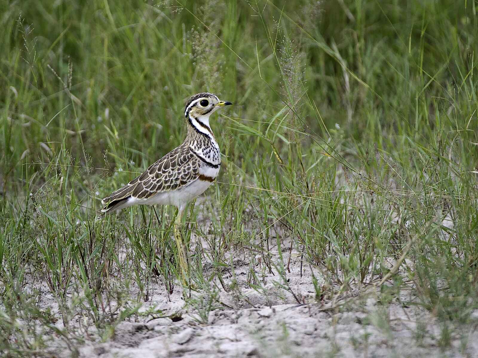 Little Makalolo Camp: Three-banded Courser Little Makalolo Camp: Three-banded Courser