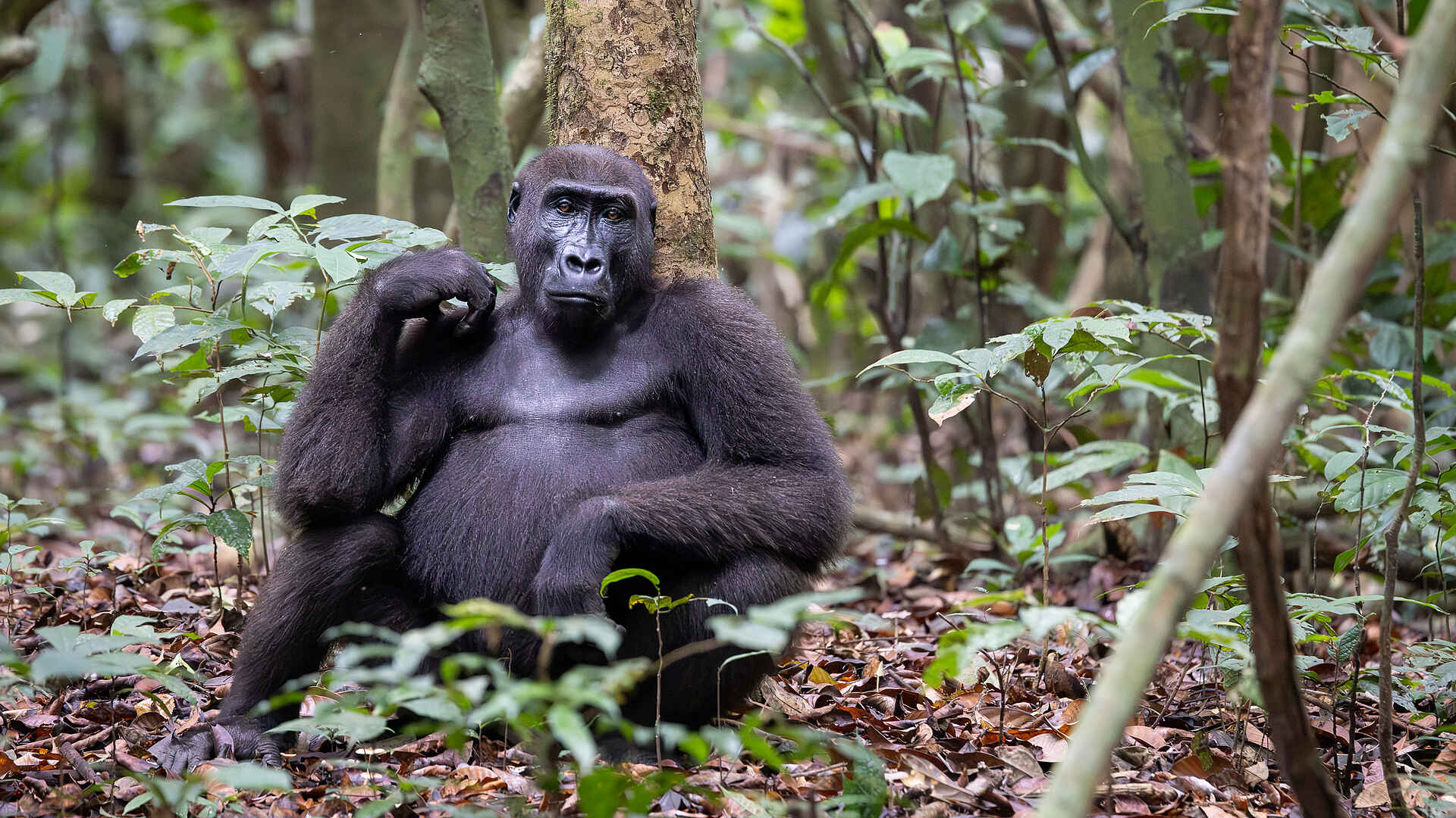 Loango Savannah Camp: Gorilla