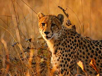 Mukambi Fig Tree Bush Camp: Ein Geparden-Weibchen