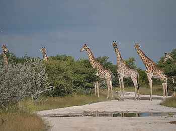 Okutala Lodge: Giraffen Okutala Lodge: Giraffen