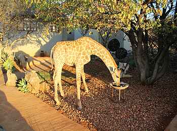 Okutala Lodge: Trinkende Giraffe Okutala Lodge: Trinkende Giraffe