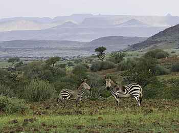 Palmwag Lodge: Bergzebras im Schutzgebiet