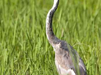 Robin Pope River Journeys: Graureiher