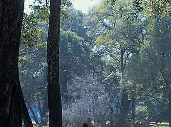 Robin Pope Safaris: Mittagspause im Ebenholzhain