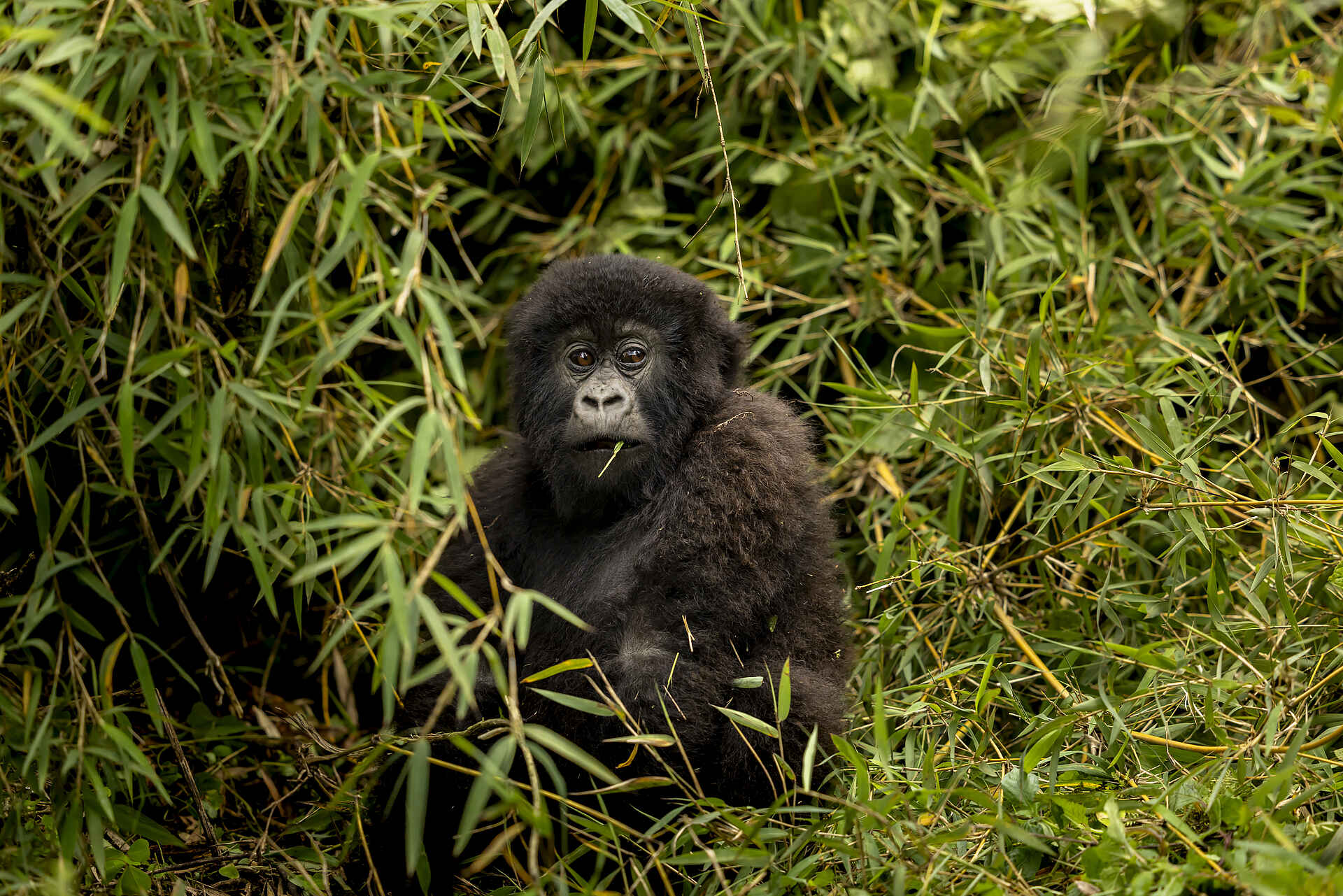 Sambora Kinigi Lodge: Gorilla beim Essen Sambora Kinigi Lodge: Gorilla beim Essen
