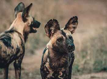 Saseka Tented Camp: Wildhunde Saseka Tented Camp: Wildhunde