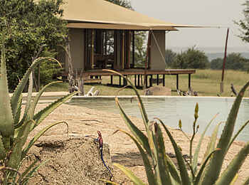 Sayari Camp: Agame vor dem Pool Sayari Camp: Agame vor dem Pool