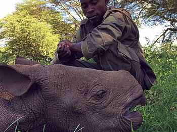 Sirikoi: Ein Nashornbaby mit Ranger