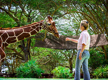 Sirikoi: Hausgiraffe Nditu grüßt