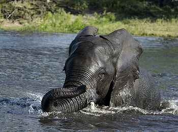 The Old House: Elefant im Wasser The Old House: Elefant im Wasser