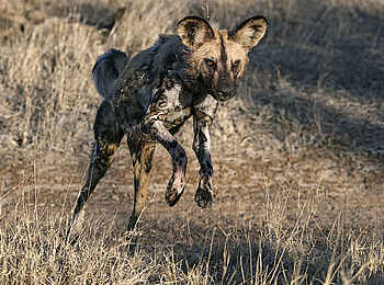 Thornybush Game Lodge: Ein Wildhund Thornybush Game Lodge: Ein Wildhund