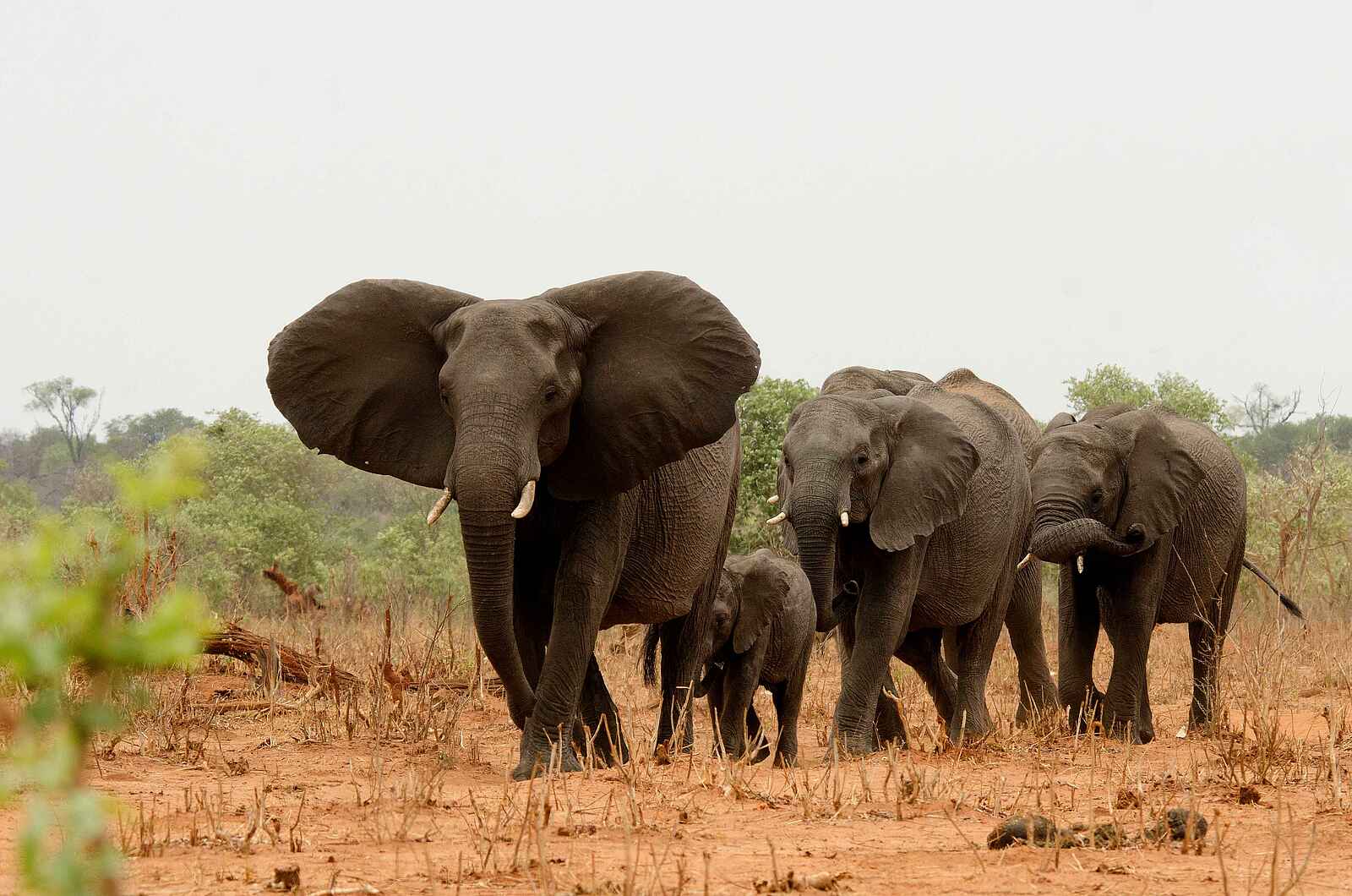 Tlouwana Camp: Elefanten Tlouwana Camp: Elefanten