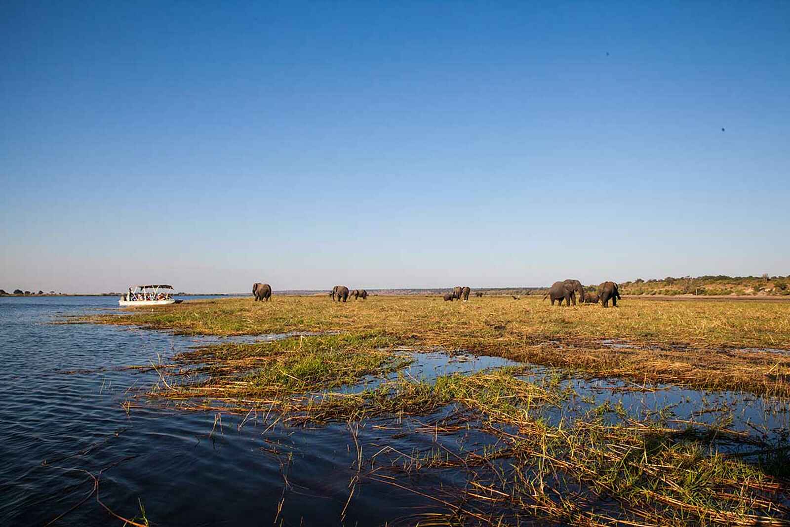 Camp Kuzuma: Elefanten auf den Floodplains Camp Kuzuma: Elefanten auf den Floodplains